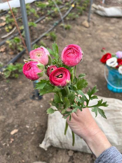 5 Weeks of Ranunculus (April 2 - April 30)