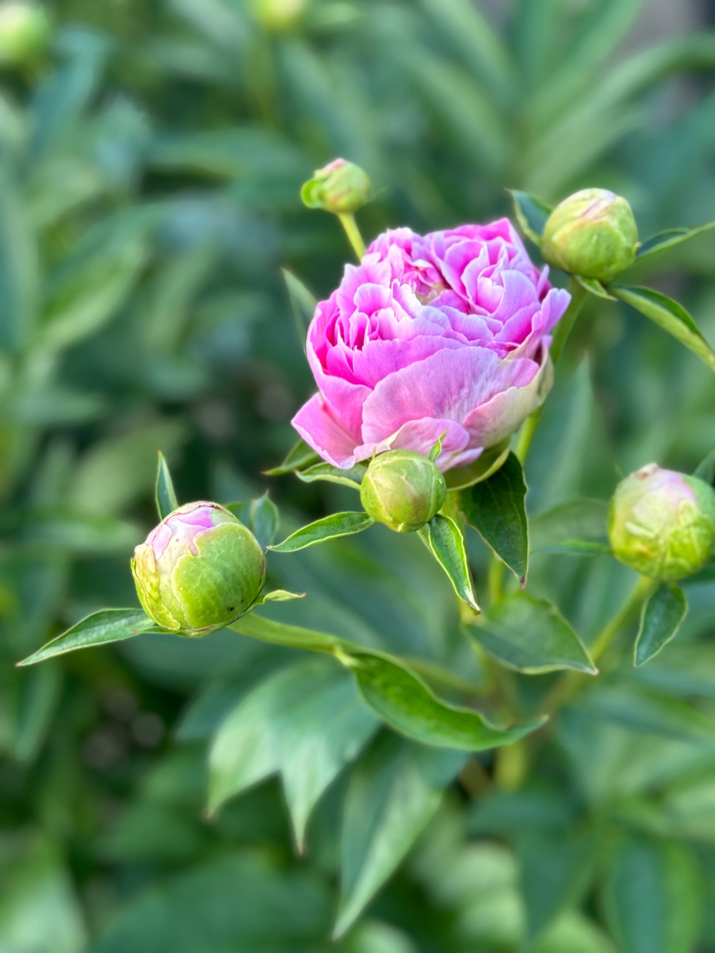 4 Weeks of Peonies (May 14 - June 4)