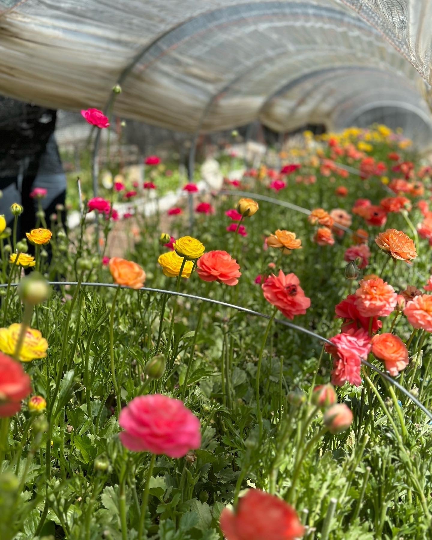 5 Weeks of Ranunculus (April 2 - April 30)