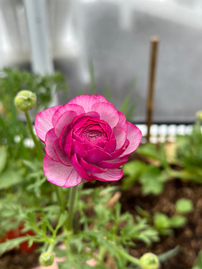 5 Weeks of Ranunculus (April 2 - April 30)