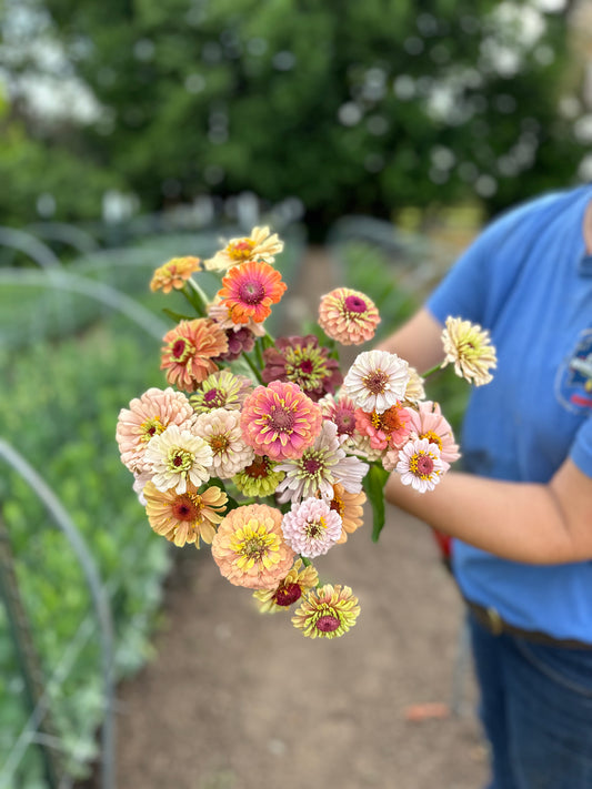 Zinnia Bunch Subscription