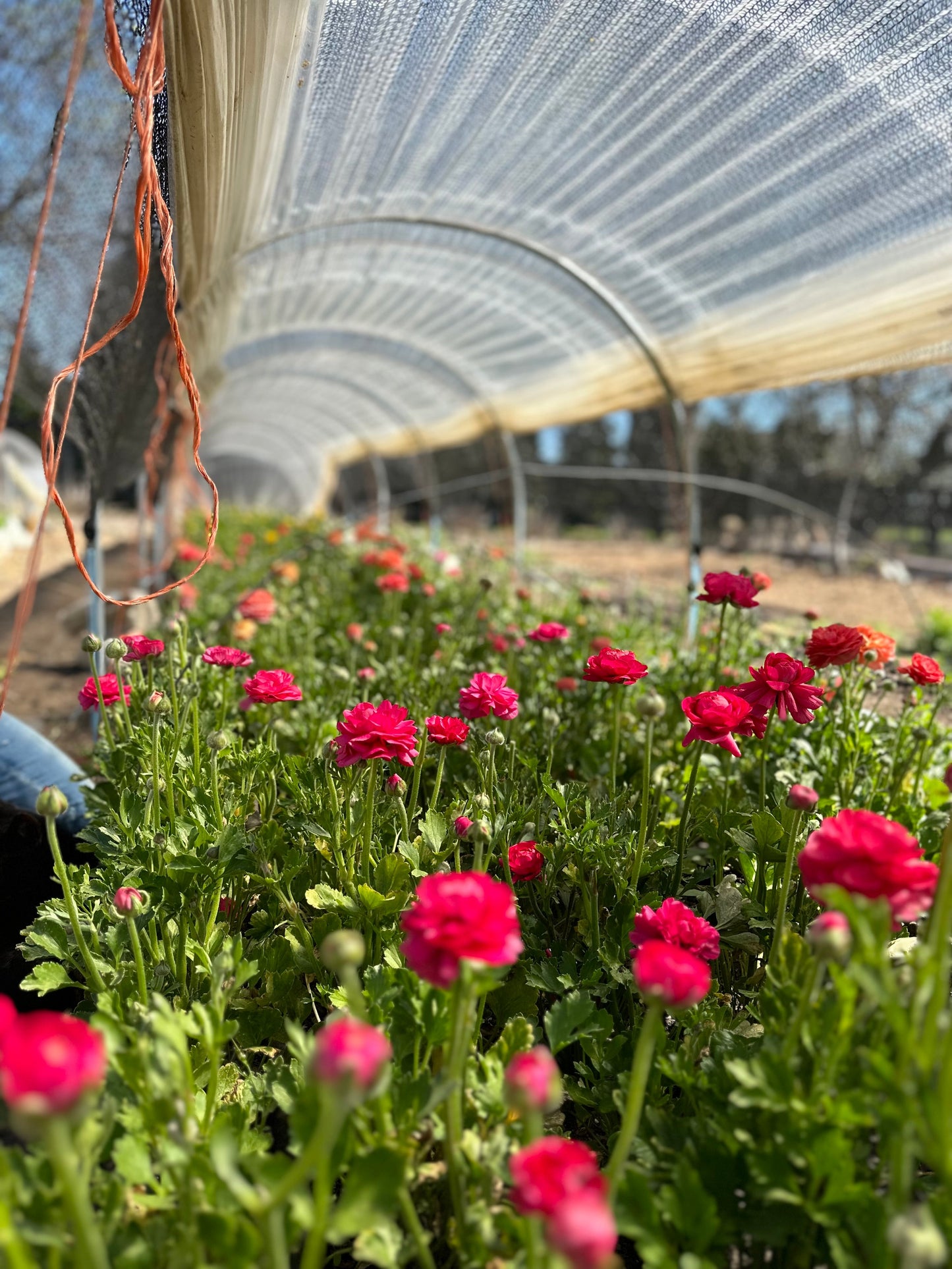 5 Weeks of Ranunculus (April 2 - April 30)