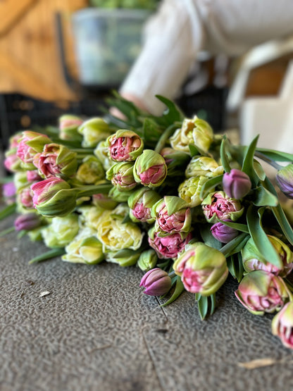 4 Weeks of Specialty Tulips (March 12 - April 2)