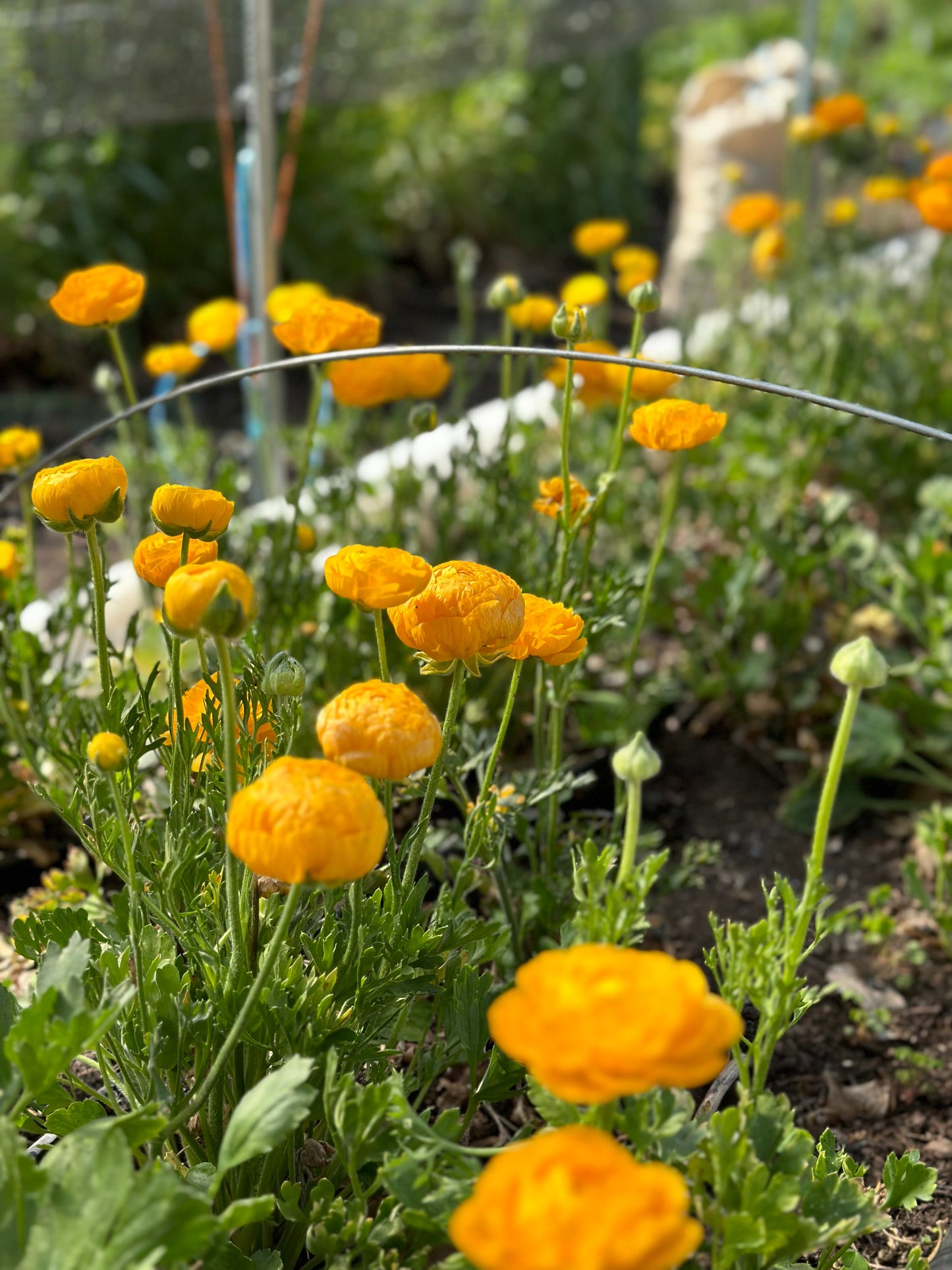 5 Weeks of Ranunculus (April 2 - April 30)