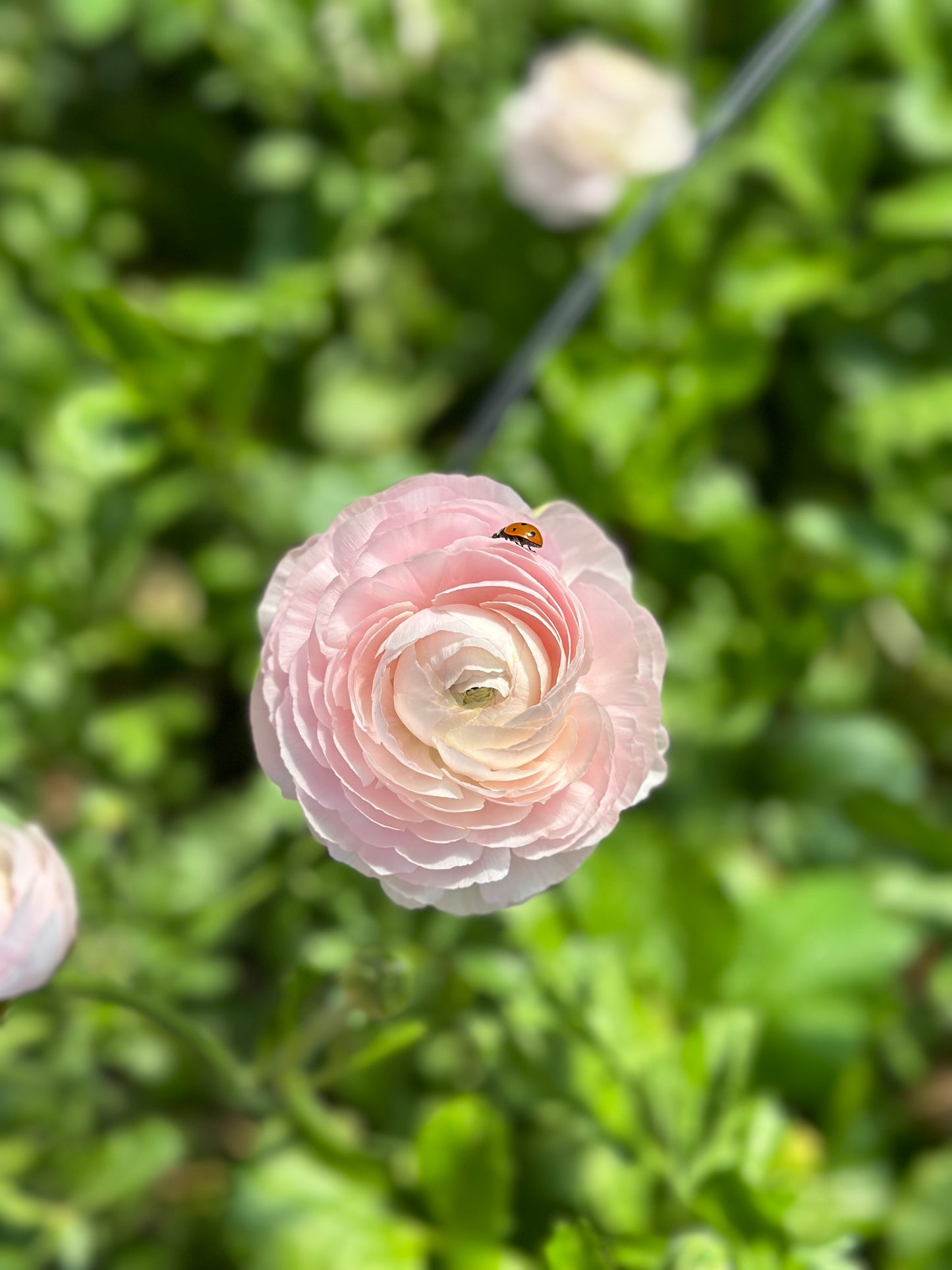 5 Weeks of Ranunculus (April 2 - April 30)