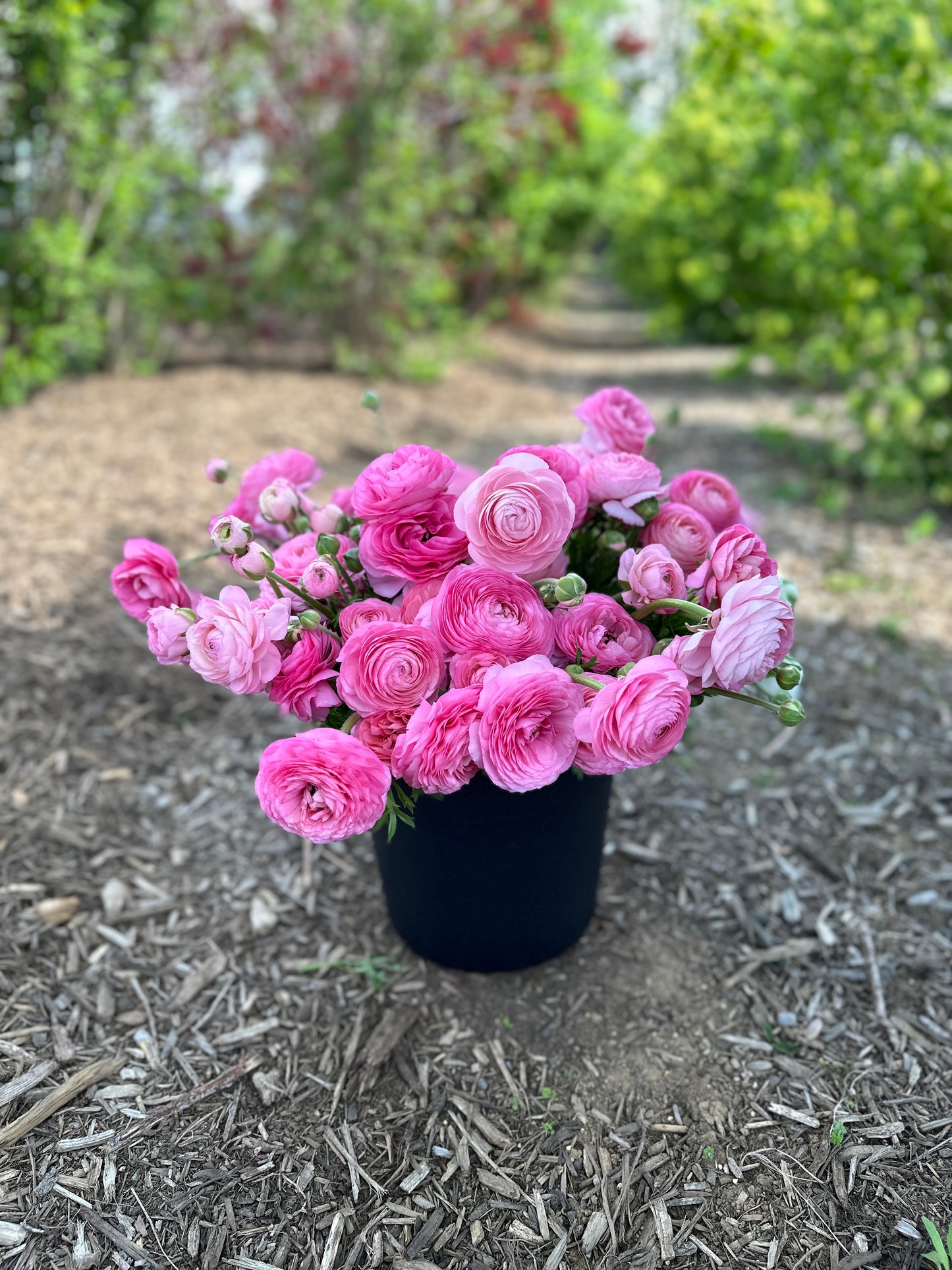 5 Weeks of Ranunculus (April 2 - April 30)