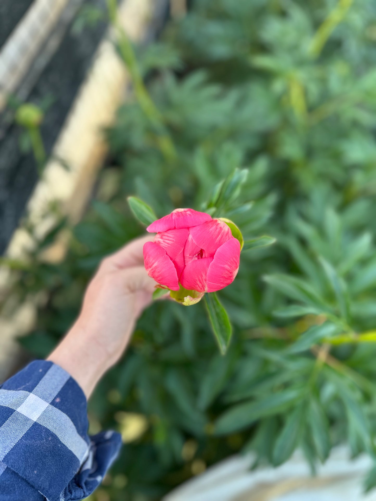 4 Weeks of Peonies (May 14 - June 4)