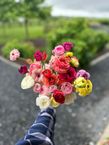 5 Weeks of Ranunculus (April 2 - April 30)