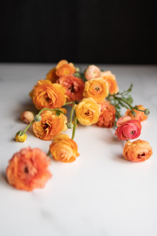 5 Weeks of Ranunculus (April 2 - April 30)